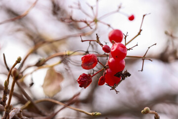Red berries 