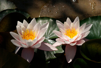 Pink water lily (Nymphaea Peach glow) with blurred background e, can be used as a greeting card