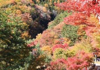 秋、紅葉の河口湖畔の風景