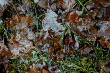 Top view of Ice crystals on fallen autumn leaves close up, Nature background, Winter frost  grass background with copy space.