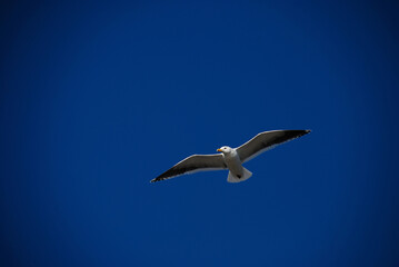 鳥, カモメ, 空, フライング, フライト, 青, カモメ, 海, 自然, 動物, 鳥, 羽, 白, freedom, 野生生物, 羽, 海, 急上昇する, くちばし, 羽, ウィルト, フリー