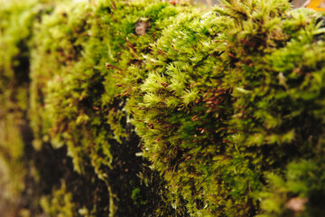 An old stone wall overgrown with green moss