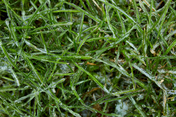Top view of Ice crystals on green grass close up, Nature background, Winter frost  grass background with copy space.