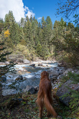 Golden Retriever is by a rushing river in the mountain forest