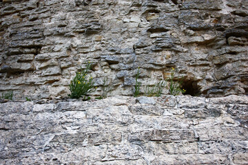 Wild-growing plants grow and blossom among a calcareous laying.The fortress wall became a background for plants.