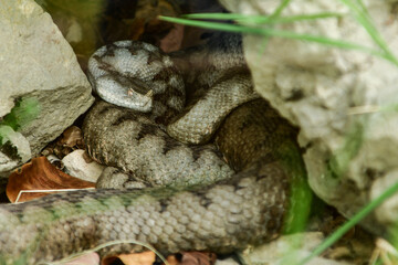 Venomous snake horn viper found in Europe