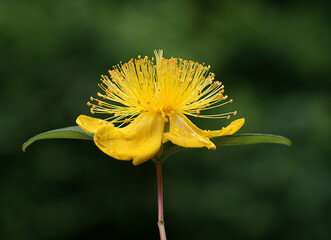 Beauty of the color yellow is of course undeniable, so the yellow on a flower is of course equally flawless.