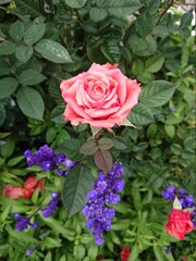 pink roses in a garden