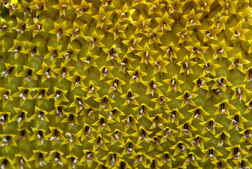 Beauty of the color yellow is of course undeniable, so the yellow on a sunflower is of course equally flawless.