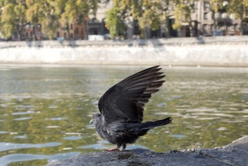 envol du pigeon