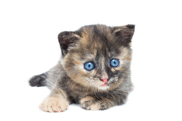 Gray kitten isolated on a white background...