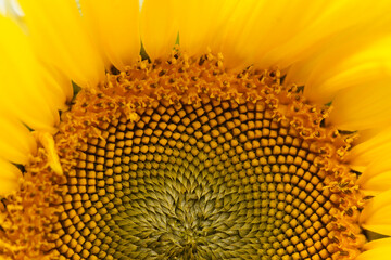 Beauty of the color yellow is of course undeniable, so the yellow on a sunflower is of course equally flawless.