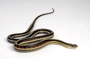 Foto op Aluminium Garter snake // Strumpfbandnatter (Thamnophis sirtalis)  © bennytrapp
