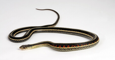 Strumpfbandnatter // Garter snake (Thamnophis sirtalis) 