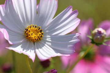 Obraz premium コスモスの花 ピンクの縁取り （高知県 越知町）