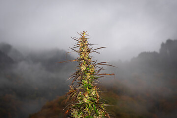 top of a cannabis bush with a bud against a mountain with fog