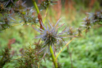 cannabis buds growing outdoors in the field in the autumn