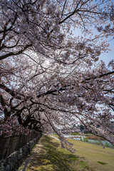 城下町・金沢の街なかを流れる犀川で花見