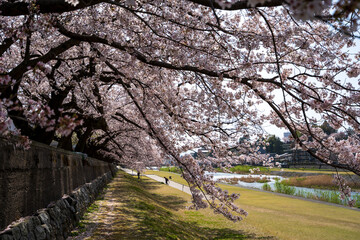 Obraz premium 城下町・金沢の街なかを流れる犀川で花見