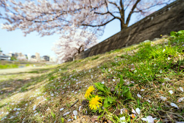 Fototapeta premium 城下町・金沢の街なかを流れる犀川で花見