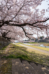 城下町・金沢の街なかを流れる犀川で花見