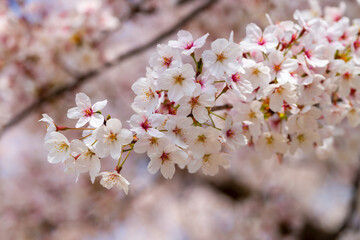 城下町・金沢の街なかを流れる犀川で花見