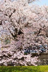 城下町・金沢の街なかを流れる犀川で花見