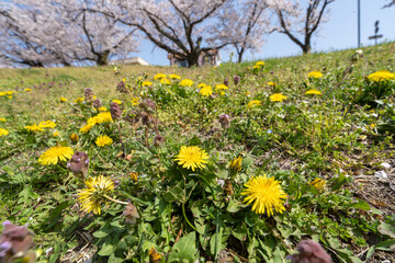 Obraz premium 城下町・金沢の街なかを流れる犀川で花見