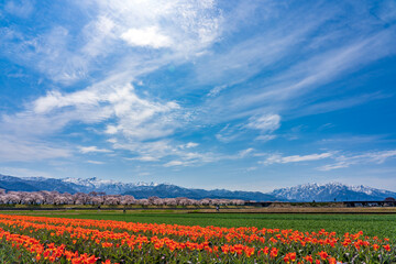チューリップ、桜、菜の花、残雪の雪山が織りなす「春の四重奏」で知られる舟川べりの桜並木
