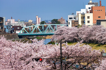 城下町・金沢の街なかを流れる犀川で花見