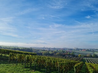 Weinberg Bodensee