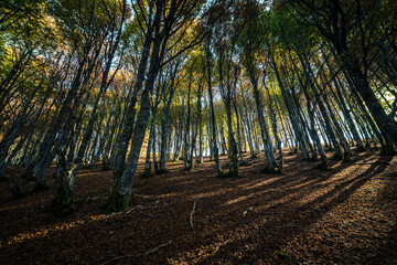 Beech forest in autumn wide angle view