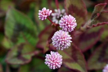 Nahaufnahme von Meerträubelblüten