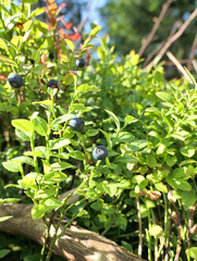 Bilberries fruits in the forest