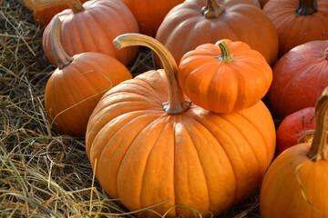 Pumpkins autumn rustic background.