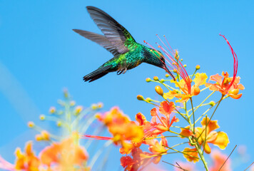 Colorful photo of a male Blue-chinned Sapphire hummingbird feeding on Tropical orange Pride of Barbados flowers against the blue sky in the sunlight. - obrazy, fototapety, plakaty