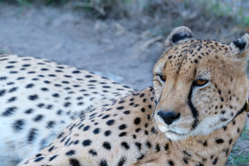 African Cheetah, Stellenbosch, Western Cape, South Africa