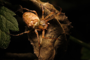 Spider - Meta sp.