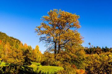 Fototapeta premium Baum in den Herbstfarben