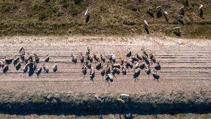 Landscape of the forest-tundra and the sandy river bank, photo from quadrocopter, bird's eye view. Arctic Circle,  Yamal,   reindeers in Tundra, pasture of Nenets, tunda