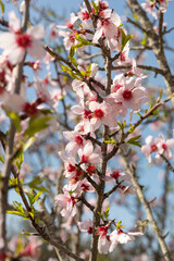 Blooming flowers of almond tree near Loule in Algarve Portugal.