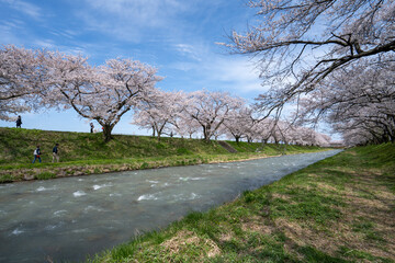 チューリップ、桜、菜の花、残雪の雪山が織りなす「春の四重奏」で知られる舟川べりの桜並木