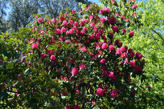 flowers in the garden