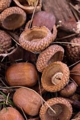Acorns on the ground