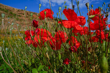 Poppies in the meadow in spring against the sky.
