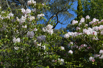 flowers in the spring