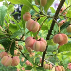 unusual pink berries in the garden