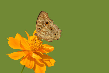 Isolated butterfly on orange daisy flower on green backgroung for create the best new art work.