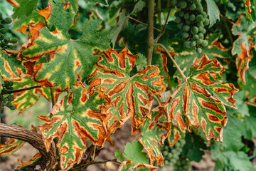 Detail of damaged grapevine leaf.Fruit plant disease.Sick vine grape leaves infected with mildew...