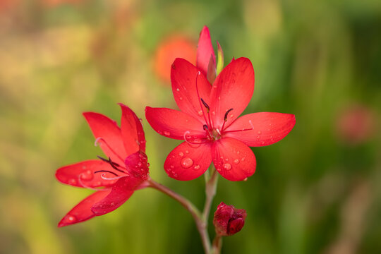 Closeup of flowers of Hesperantha coccinea 'Major' in a garden against green background
